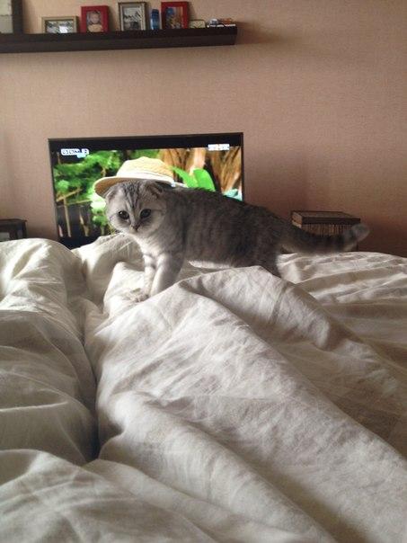 Коты из сети
