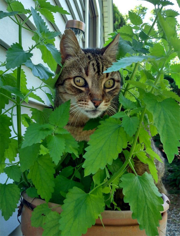 Котеи под веществами: кошачья мята, валерьянка и другие легкие и тяжелые.