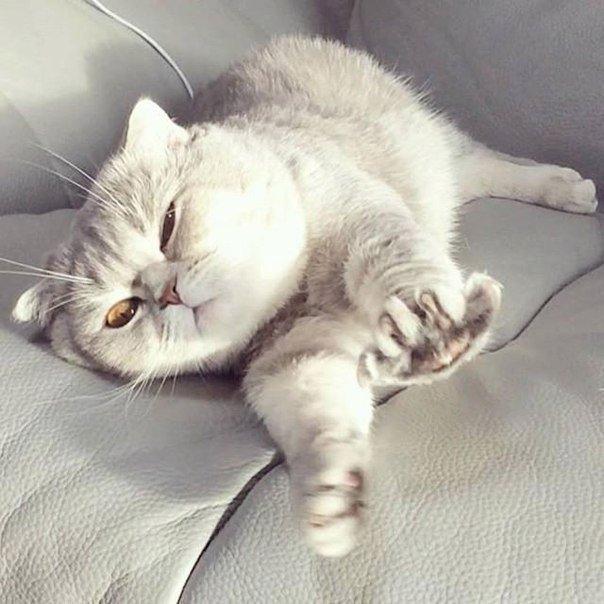 Коты и Кошки