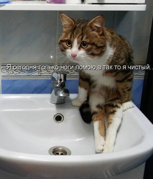Коты и Кошки