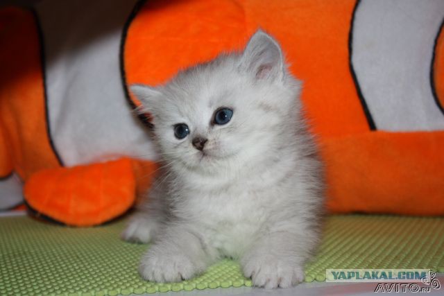 Котовторник 19.09.2017