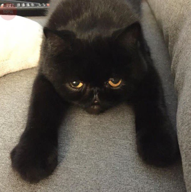 Коты и Кошки
