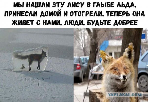 Британка повсюду таскает с собой своего сына — дохлого лисенка Иисуса