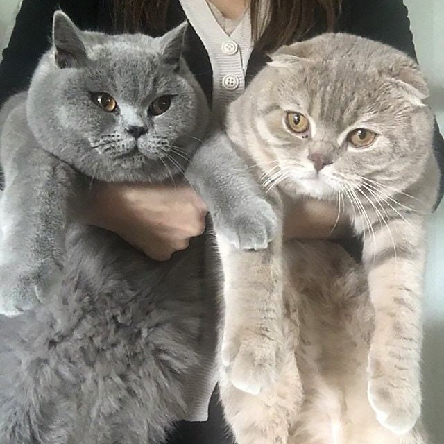 Котовторник 13.03.2018