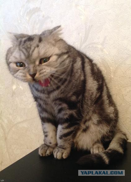 Котовторник  01.05.2018