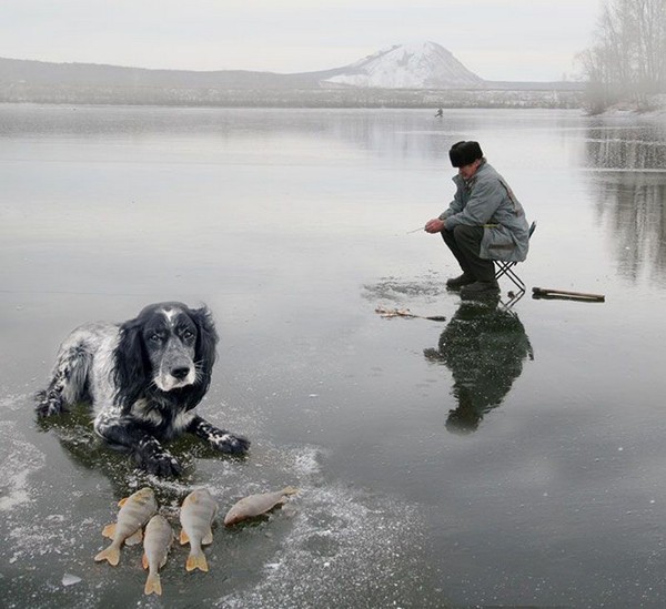 Живность из сети