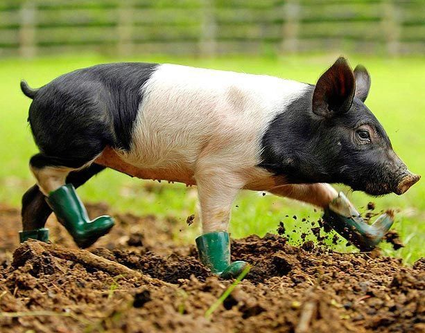 И даже для свинки найдутся ботинки!