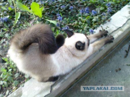 Котовторник на ЯПлакалъ