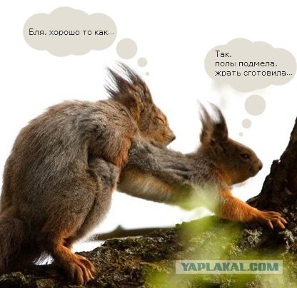 Насекомий секас