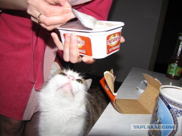 Котовторник. А как же?!