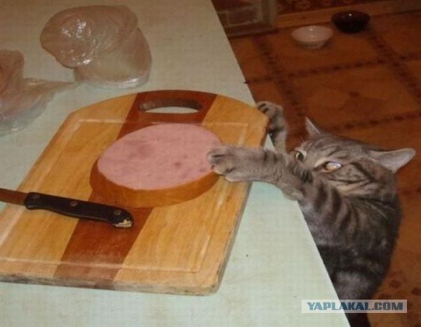 Состоятельный котовторник