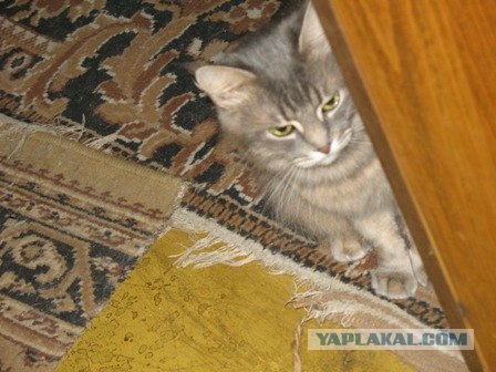 Сонный Котовторник