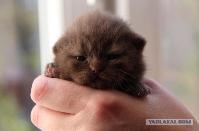 Котовторник 22.11.11