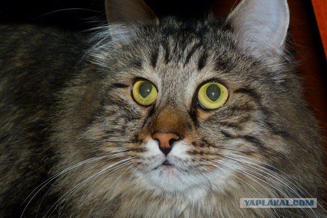 Котовторник (10.01.2012)