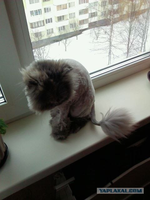 КОТОВТОРНИК (6.03.2012)