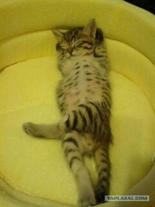 Котовторник 10.04.2012