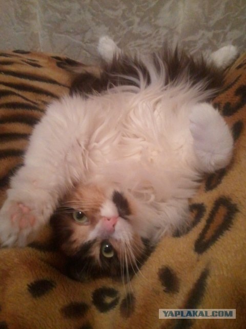 Котовторник   5.06.2012