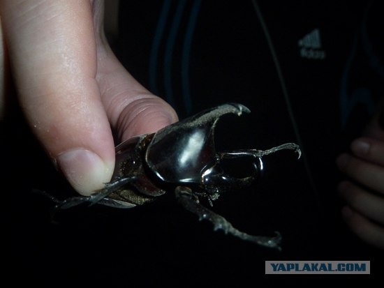 Встретил симпатичного жука