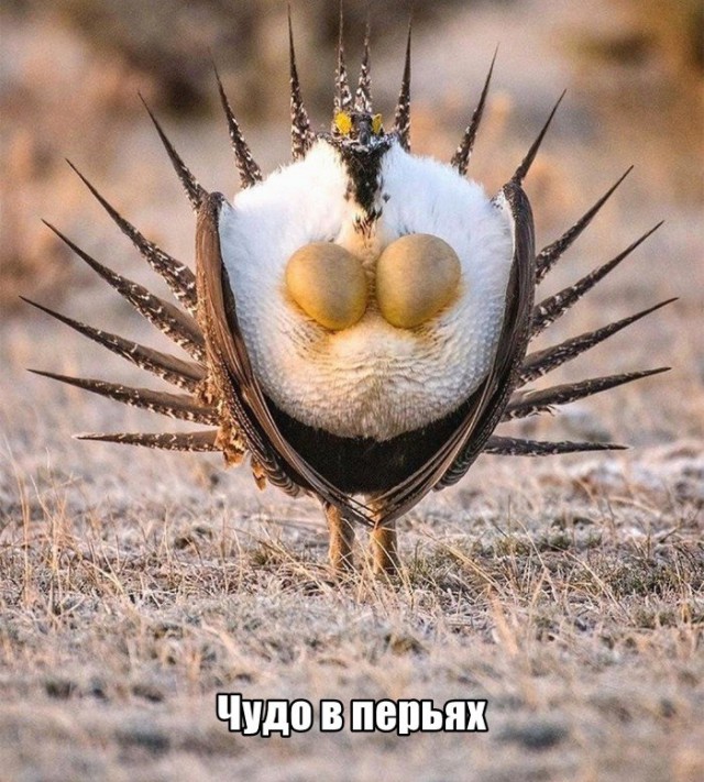 Геноцид женщин