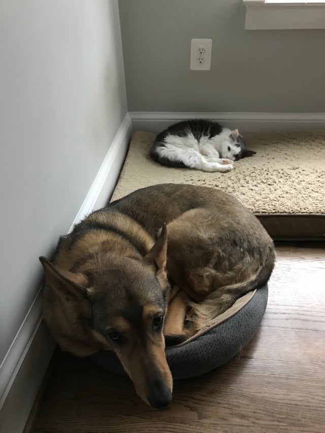 Уже не котовторник, но еще и не собакочетверг