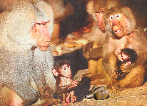 Обезьяний совет