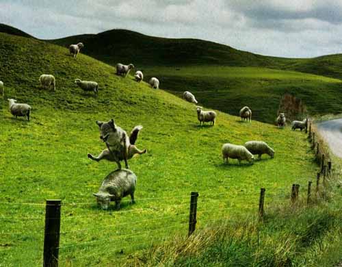 Экстремальное овцеводство