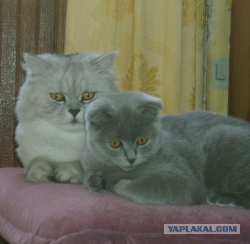Котовторник. Добавляйте своих