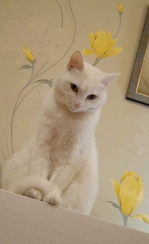 Котовторнику посвящается