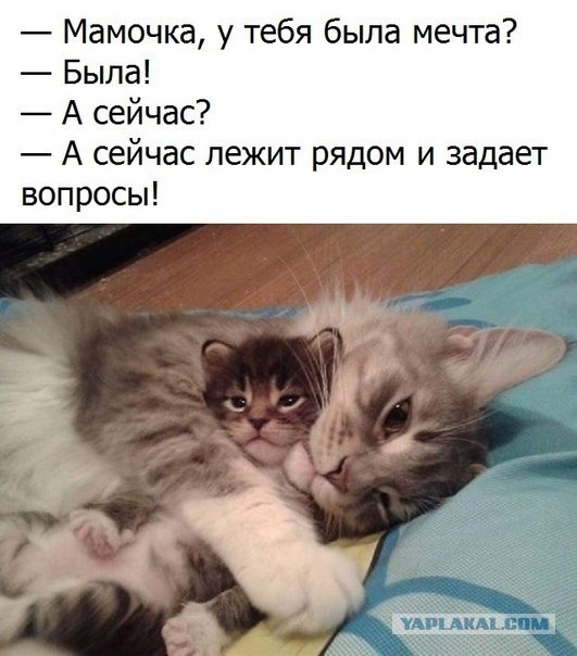 Котоюмор на ЯП. Веселые кото-картинки!