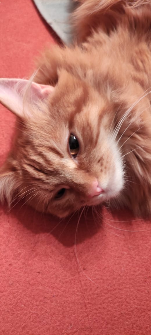 Котовторник Рыжих
