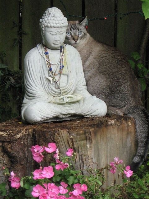 Котовтоник в картинках