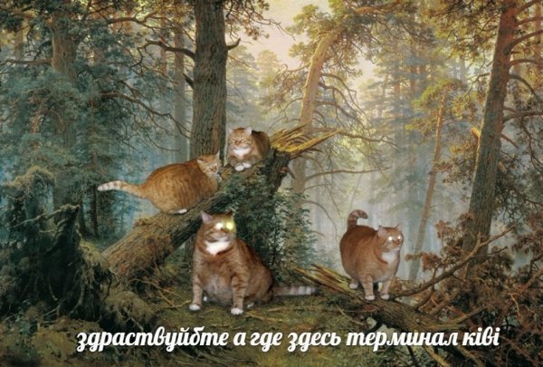Котовтоник в картинках
