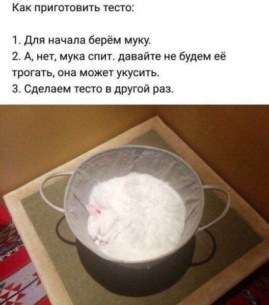 Котовторник в картинках