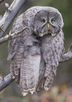Самые смешные снимки животных в дикой природе за всю историю фотоконкурса Comedy Wildlife Photography Awards