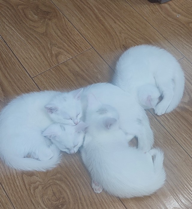 Кошка окатилась...