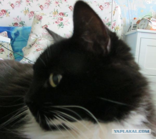 Котовторник 25.06.2013