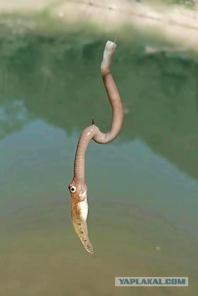 Омерзительная восьмерка