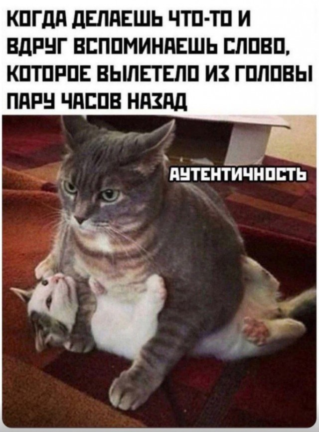 К котовторнику: подборка картинок-баянов с котиками и про котиков. Выпуск 32.