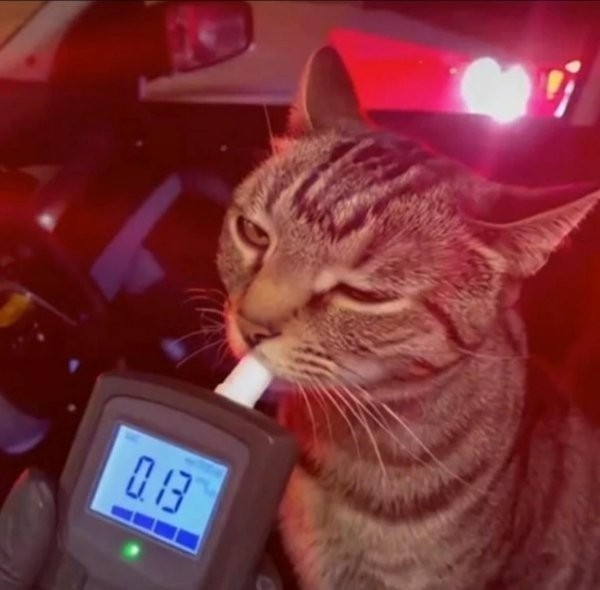 Наши коты