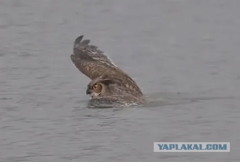 В Москве многодетная мать со своими двадцатью детьми открыла купальный сезон