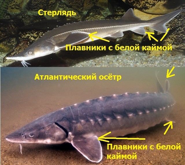 Коллеги, рецепт выходного дня