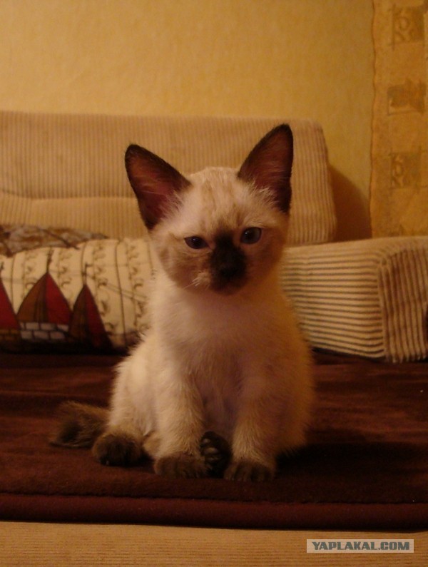 Котовторник 17.09.2013