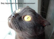 Коты ученых