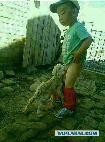 Кот делает минет собаке