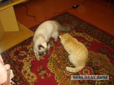 Котовторник 20.05.2014