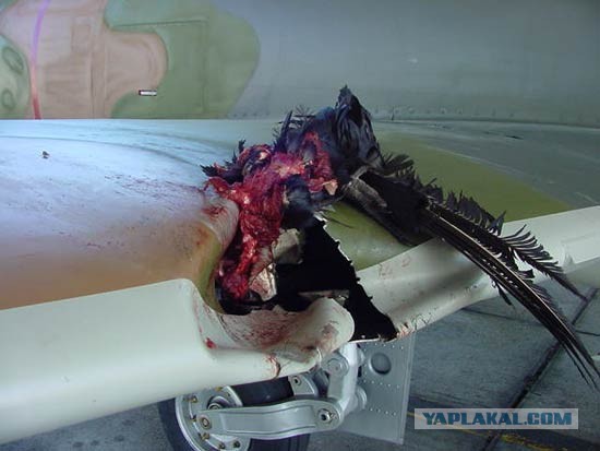 На Украине рухнул Боинг-777 малайзийских авиалиний