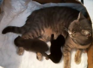 Котята онлайн
