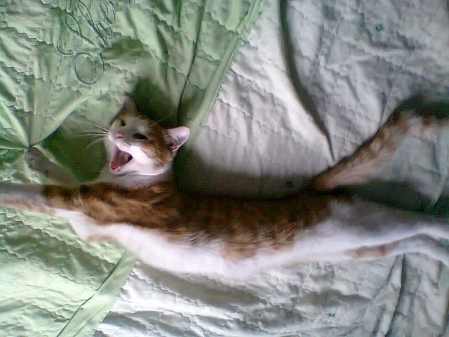 Как я котенка приютил