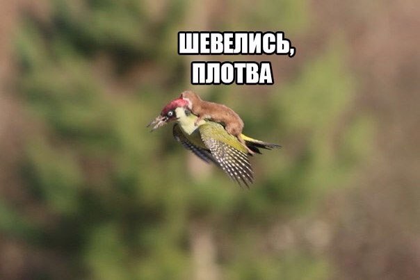 Шевелись, плотва!