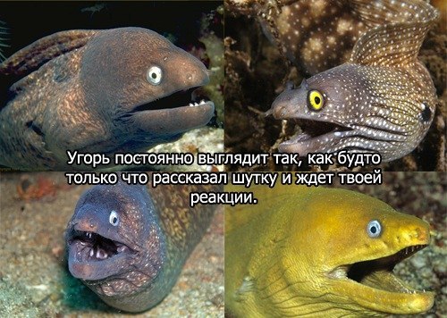 Петросян и матерный анекдот (вырезано из эфира)